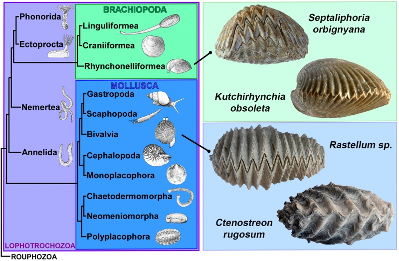 Bivalves et brachiopodes 