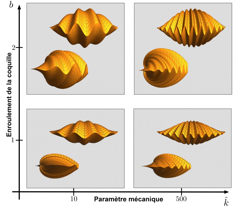 coquilles bivalves théoriques générées par le modèle