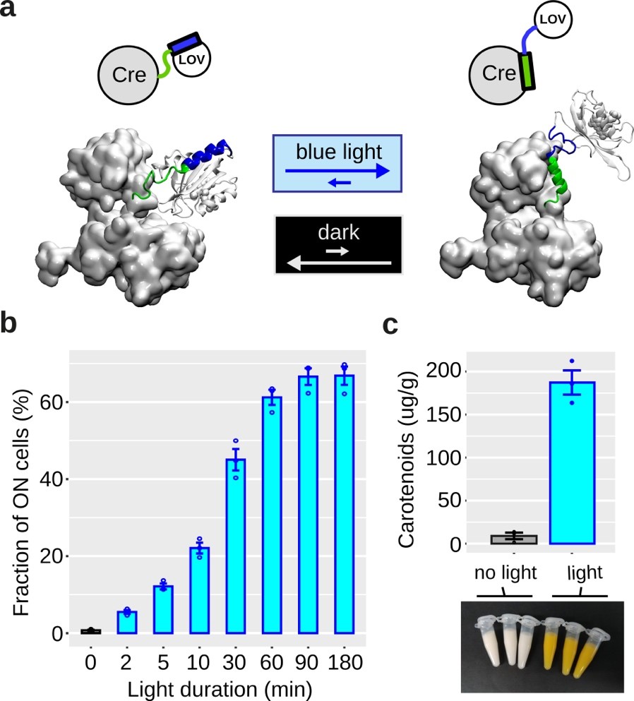 Modèle d’activation de LiCre par la lumière.