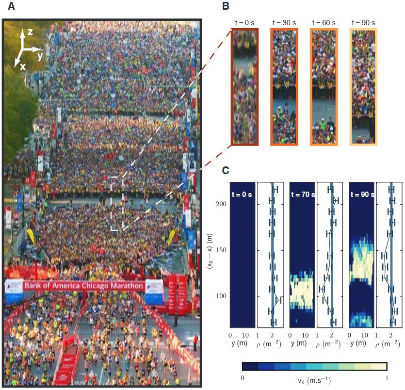 Image de la zone de départ de l’édition 2016 du Bank of America Marathon de la ville de Chicago. Image B : Zooms sur la zone encadrée dans A, montrant la séquence de déplacement des organisateurs de la course (chasubles jaunes) qui guident les coureurs vers la zone induisant des perturbations de vitesse et de densité dans la foule qui se propagent à vitesse constante. Image C : Ondes de vitesse et de densité qui se propagent dans le sens opposé de la marche dans la même foule. 