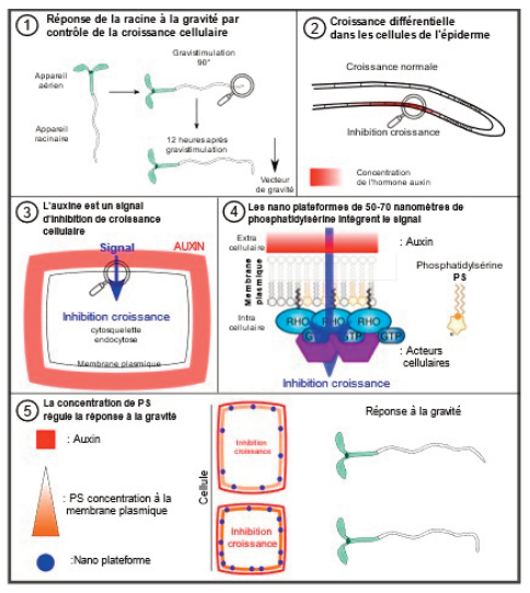 La perception de la gravité par la racine : de l’échelle macroscopique à nanométrique