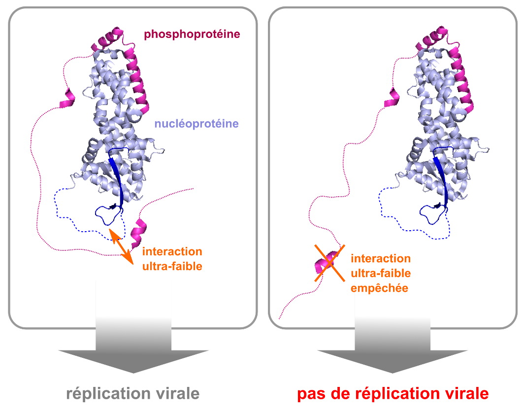  Schéma du mécanisme de réplication virale impacté par l’expression, ou non, de l’interaction ultra-faible identifiée. © CEA