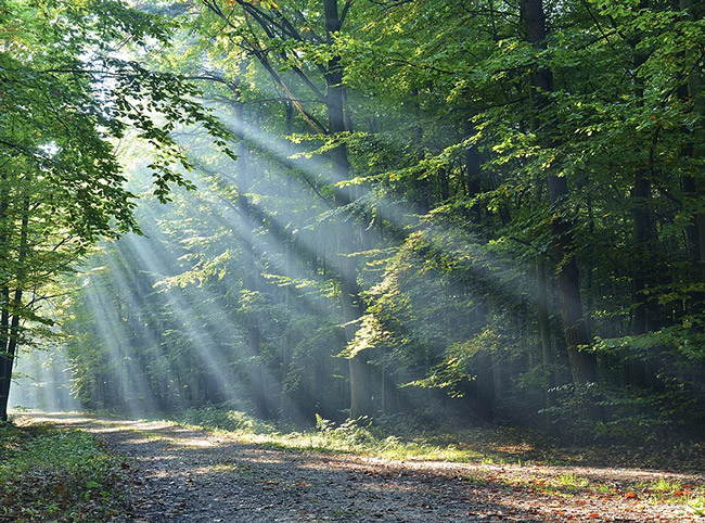 forêt