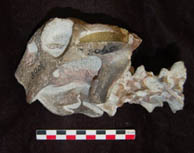 Crâne du thérapside dicynodonte Lystrosaurus murrayi 