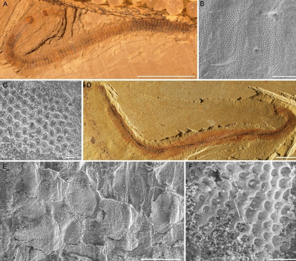 Réticulation sur la cuticule de paléoscolecides fossile