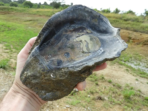 photo d'une huître fossile de l'assemblage découvert