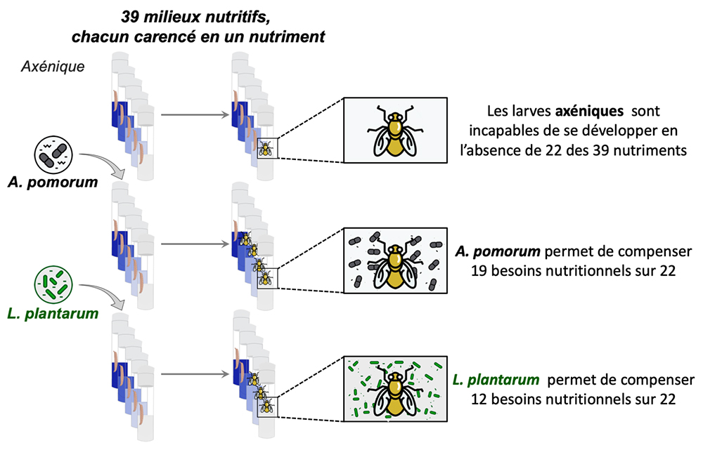 les scientifiques ont testé les capacités de développement de larves de drosophile sur 39 milieux nutritionnels, chacun manquant un nutriment, dans trois conditions