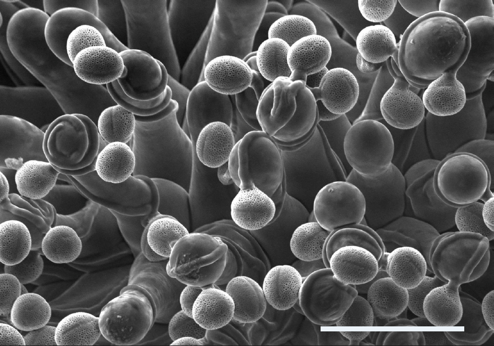 Croissance folle et incontrôlée des tubes polliniques sauvages (Col-0) sur les papilles stigmatiques d’un mutant d’Arabidopsis thaliana (l’arabette des dames) dépourvu de KATANINE (ktn1-5). Image microscopie électronique à balayage ; Barre = 50 microm.