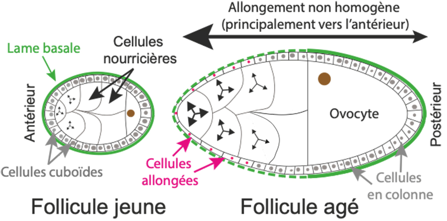 Représentation schématique de deux follicles ovariens à deux stades différents.