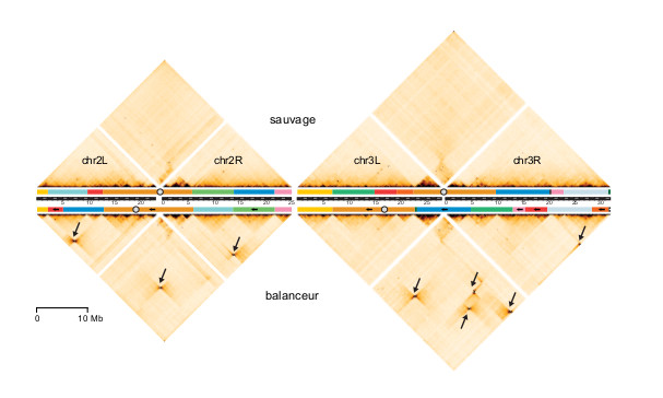 Matrice de contact des chromosomes 2 et 3 en version sauvage (haut) et balanceur (bas) obtenue par la technique Hi-C dans les embryons de Drosophile.