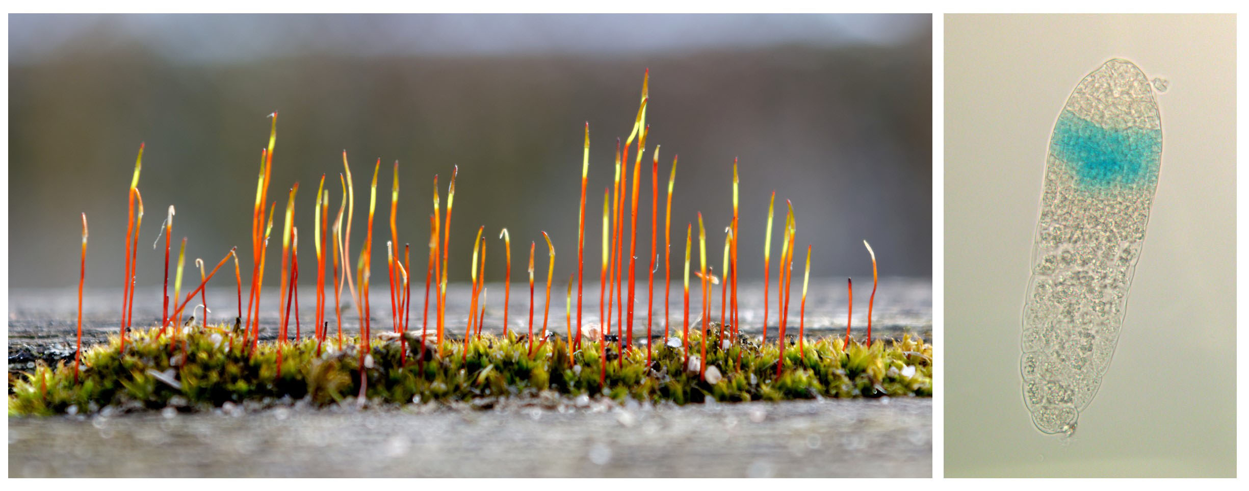 Le sporophyte de mousse est une tige à croissance définie