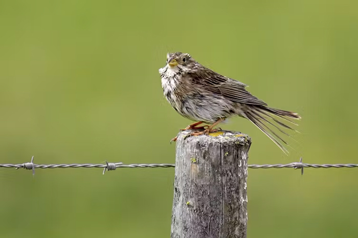 bruant proyer posé sur un piquet