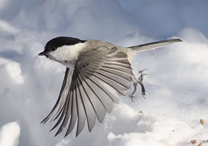 mésange boréale en vol