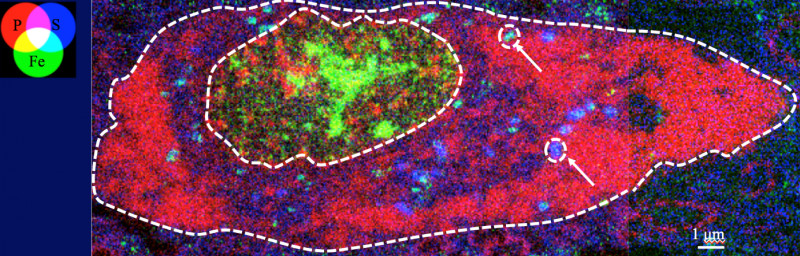 Image de la composition en P/Fe/S d’une coupe de neurone de la substantia nigra. Le corps du neurone et de son noyau sont contourés par une ligne en tiretés. Des granules cytosoliques riches en fer et en soufre sont pointées par des flèches. 