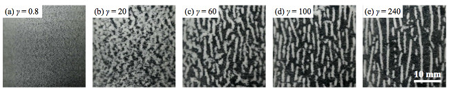 Figure 1. Série d’images montrant la formation d’un motif d’agrégats cylindriques régulièrement espacés dans une suspension attractive de particules de polyamide de diamètre 20 microns sous écoulement de cisaillement. La direction de l'écoulement est horizontale. g est la déformation appliquée qui correspond au temps d’application du cisaillement perpendiculairement au plan des images. © LPENSL (CNRS/ENS Lyon/Univ. Lyon 1)