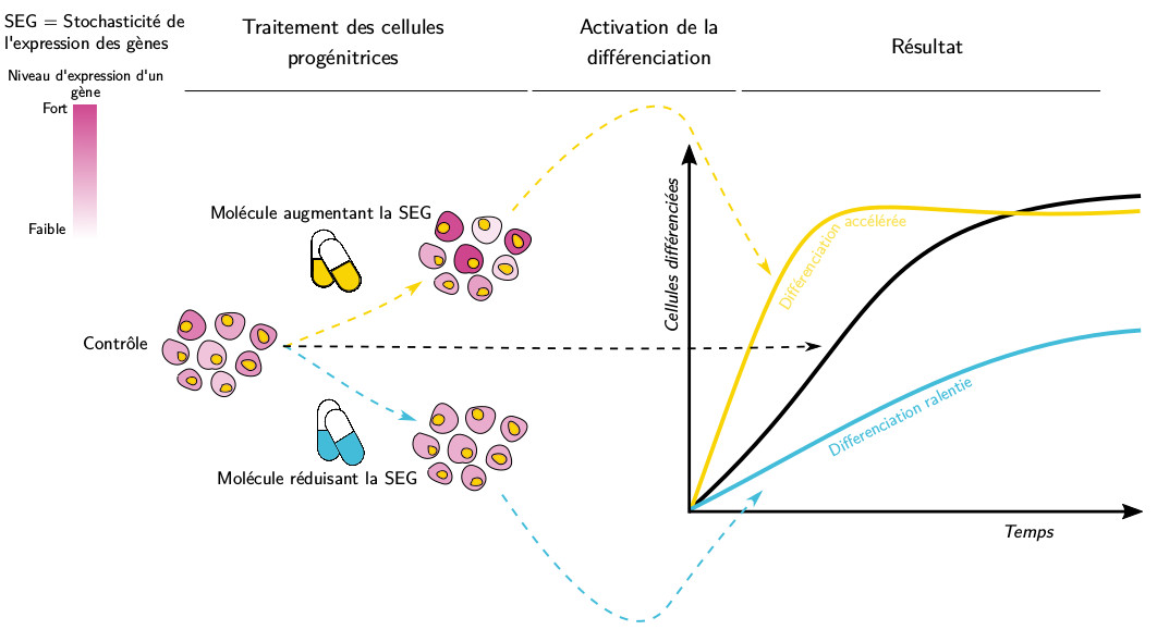 Traitement des cellules progénitrices