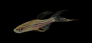 Poisson Zebre