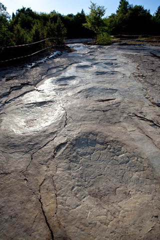 Les traces de sauropode à Plagne