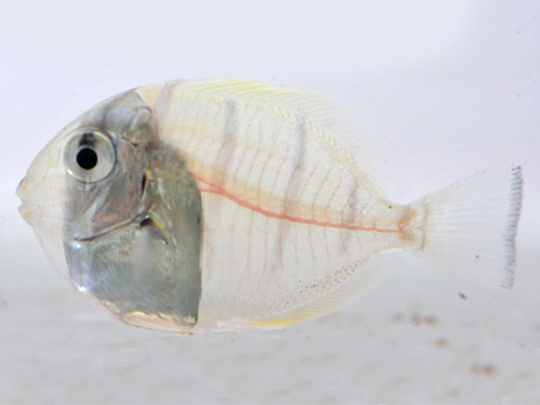 Visuel Larve de poisson chirurgien bagnard Acanthurus triostegus en cours de transformation. La transparence de la larve océanique est remplacée par les bandes noires du juvénile qui commencent à apparaître. © Marc Besson