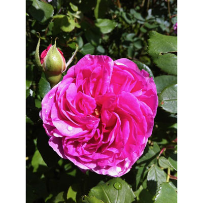 Visuel de roses