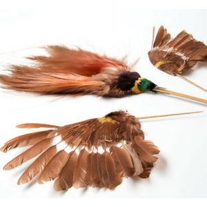 Plume-oiseau-paléomonnaie