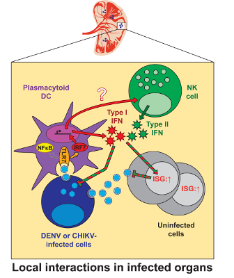 Interactions locales dans les organes infectés