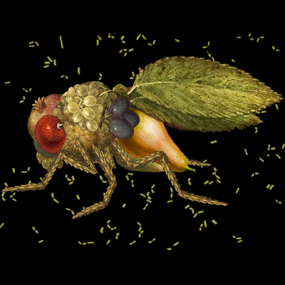drosophile