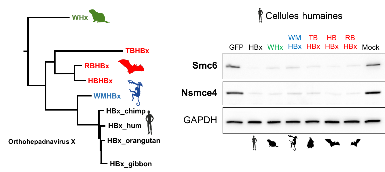 Hépadnavirus