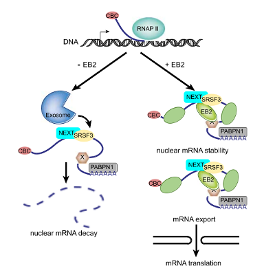 Nuclear mRNA decay