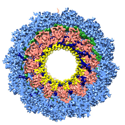 Virus de la rougeole