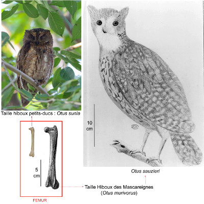 Otus sauzieri