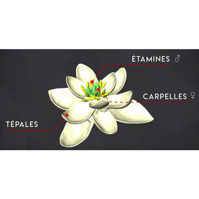 Pétales ou tépales ?
