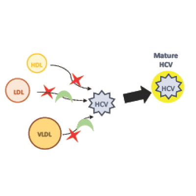 HCV