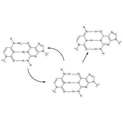  La photostabilité et les mécanismes de tautomérisation impliqués dans le mécanisme ESHT.
