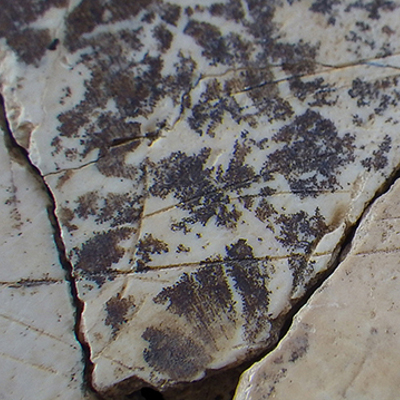 Stries de découpe observées sur un pariétal fragmenté d’adolescent Néandertalien découvert dans la couche XV de la Baume Moula-Guercy