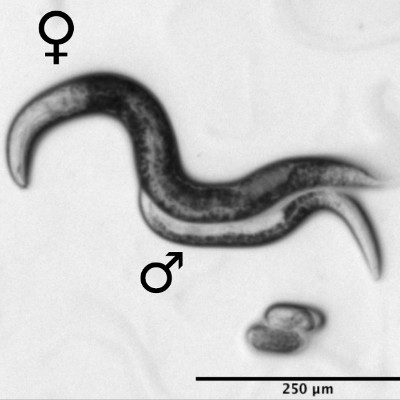 Deux spécimens de nématodes Mesorhabditis belari © Marie DELATTRE/LBMC/CNRS Photothèque