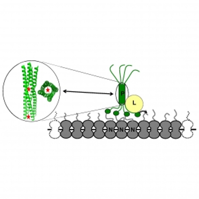 représentation schématique de la structure de la protéine P du virus de la rougeole