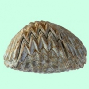 Coquillage ©Régis Chillat