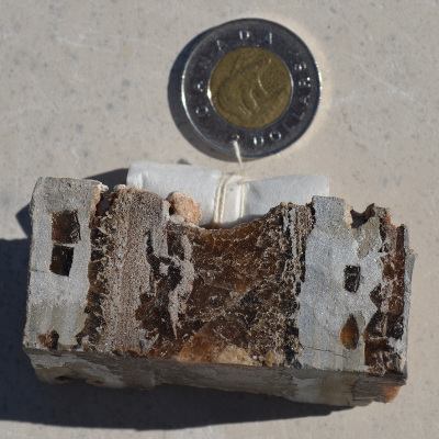 Fragment de carotte sédimentaire provenant d’un forage profond