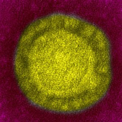 Covid-19 ©Institut Pasteur