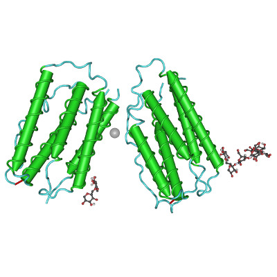 Interferon