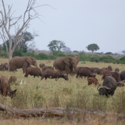 Éléphants