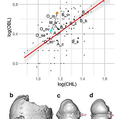 Figure. Évolution crâne de hibou géant.
