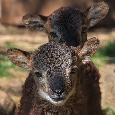 2 petits moutons de Soay dans le jardin de l'ENS de Lyon - Crédits photo : Mehdi TERRY