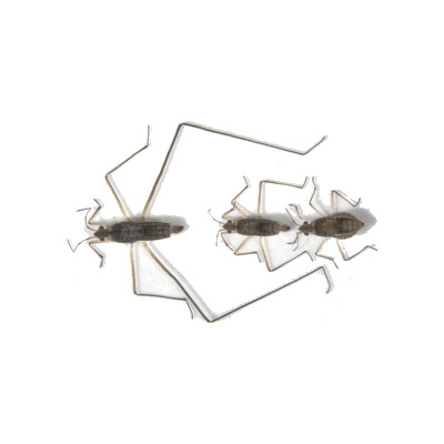 Insectes aux longues pattes © Abderrahman Khila