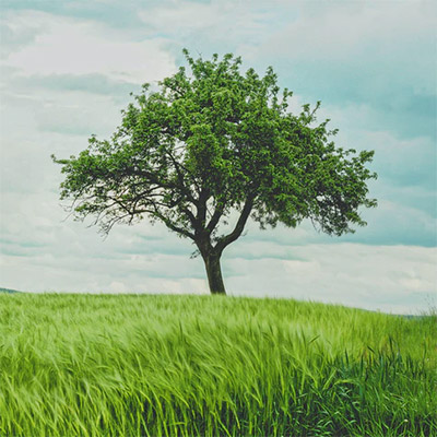 arbre