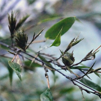 Photo de floraison de bambou noir