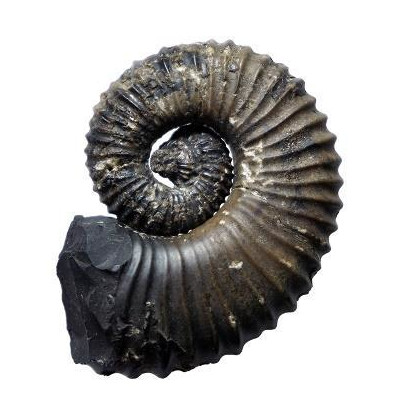 Mollusque