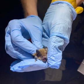 7-myotis velifer. Credit Elise Lauterbur and Gena Sandoval