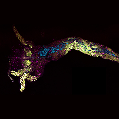 illustration _c_ T. Grenier et al